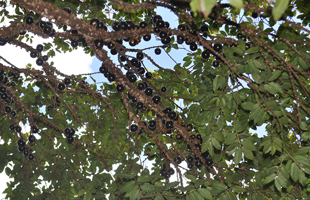 Agroturismo Capixaba