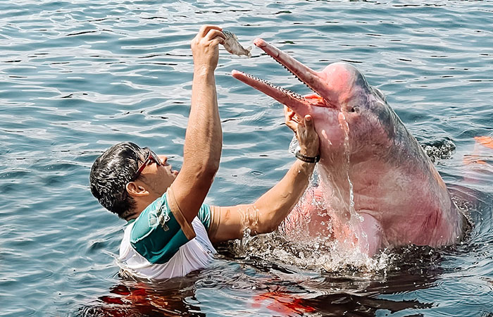 Nadar com botos em Manaus